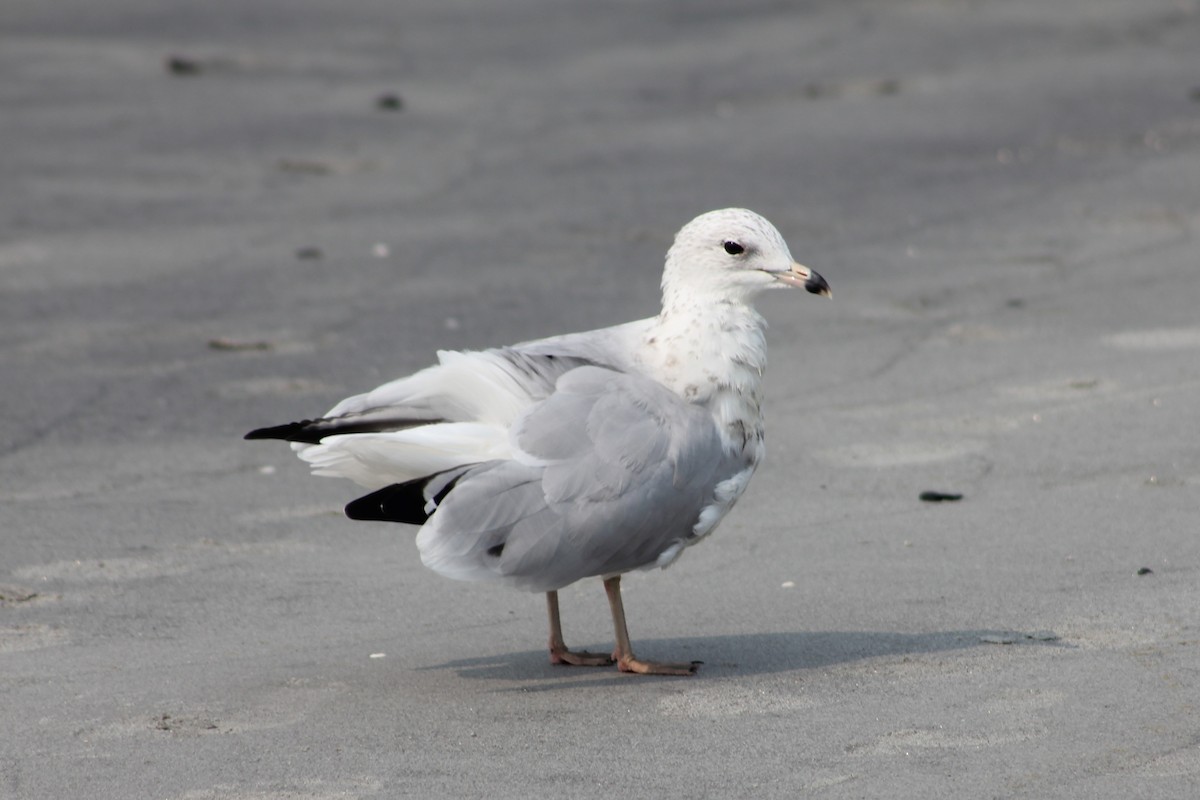 Gavina americana - ML644858387