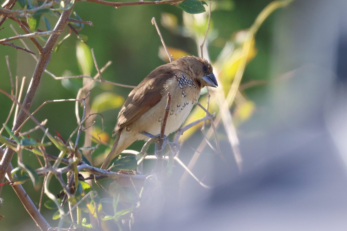 Scaly-breasted Munia - ML644858394