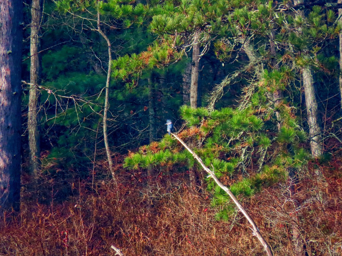 Belted Kingfisher - ML644858403