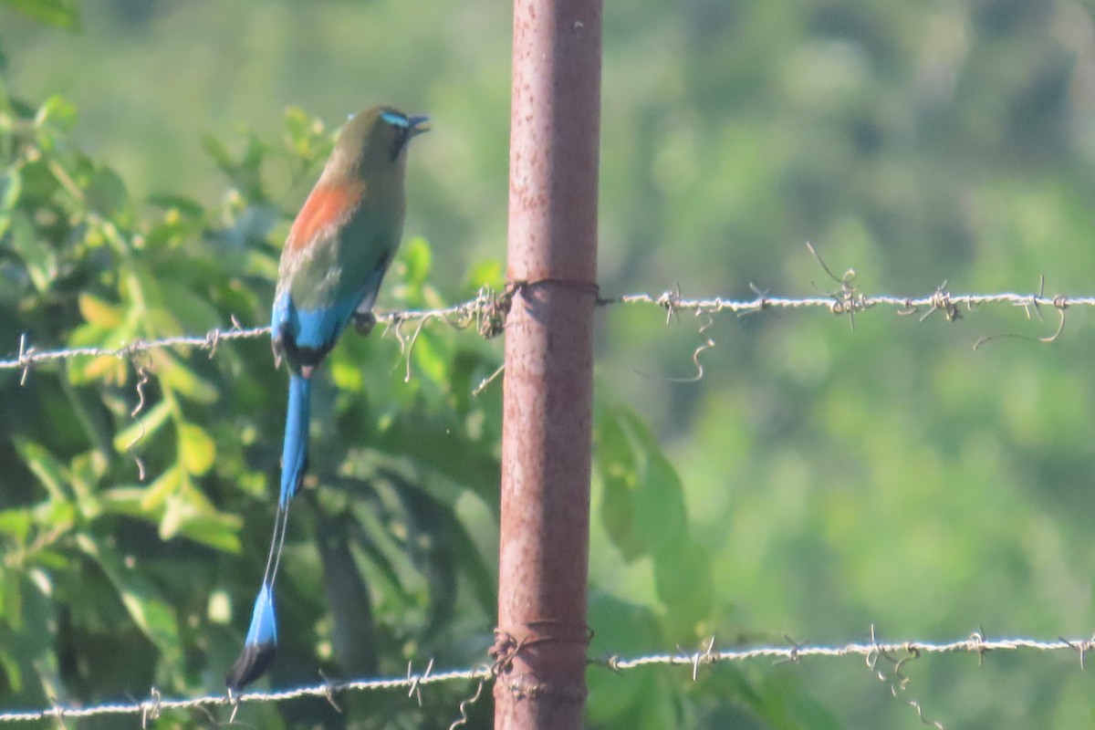 Turquoise-browed Motmot - ML644858405