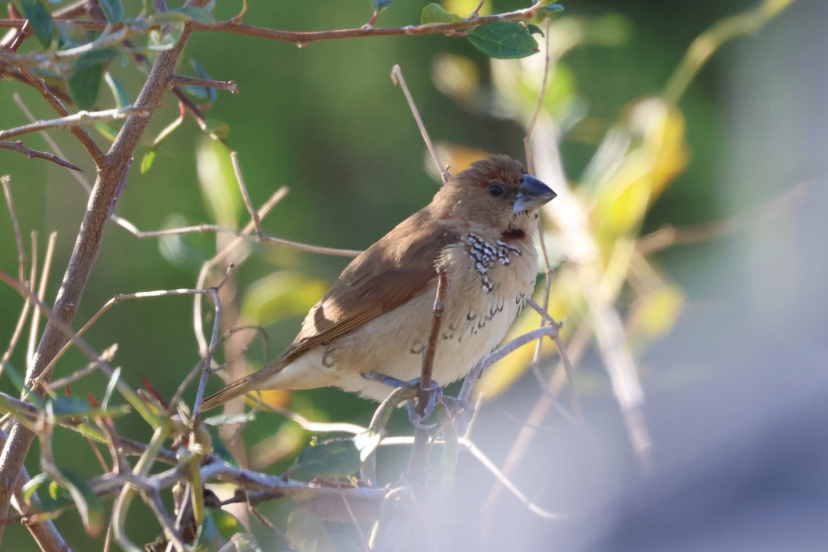 Scaly-breasted Munia - ML644858407