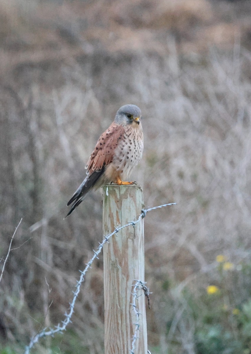 Eurasian Kestrel - ML644858408