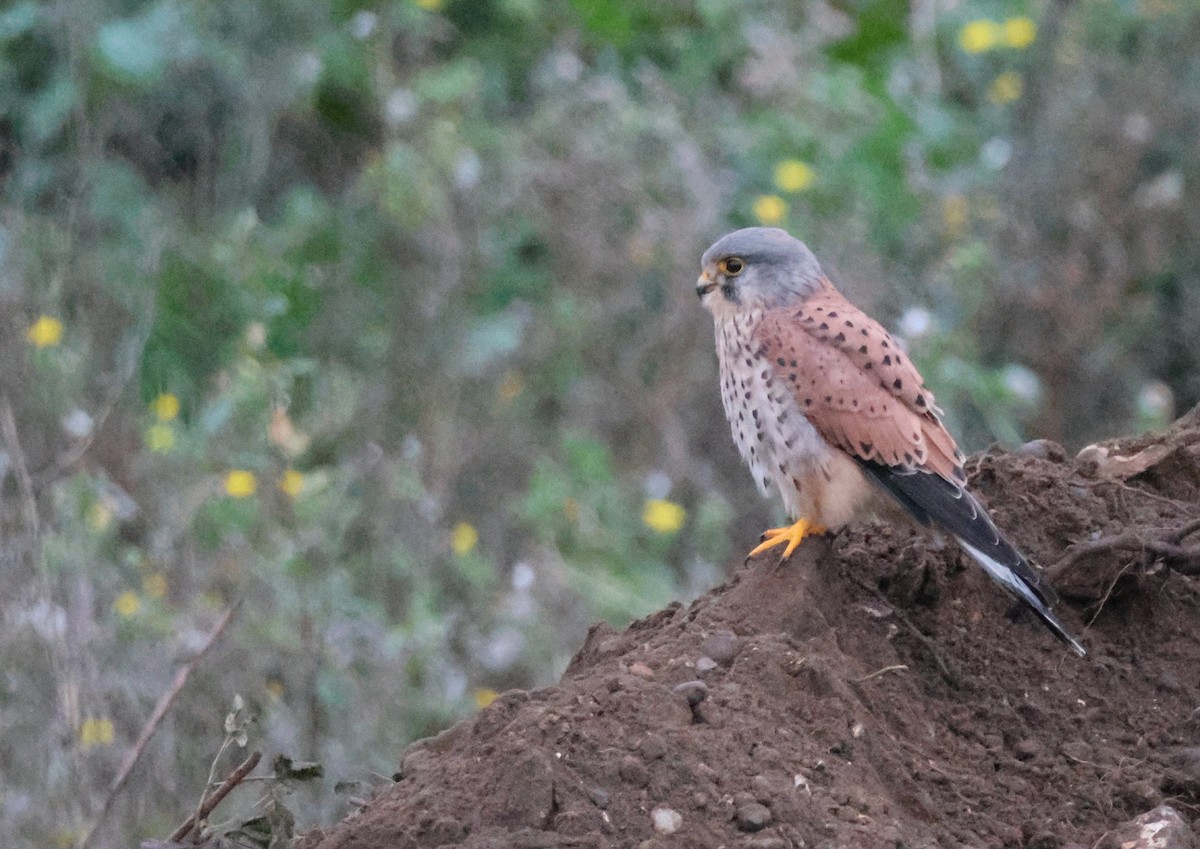Eurasian Kestrel - ML644858409