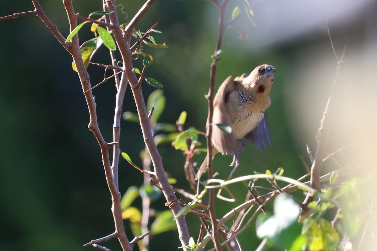 Scaly-breasted Munia - ML644858413