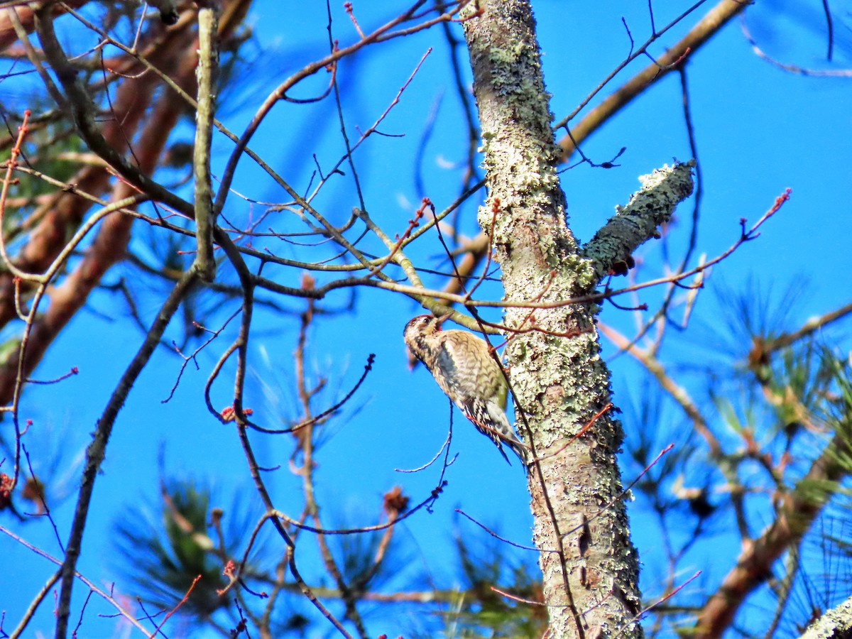 Yellow-bellied Sapsucker - ML644858414