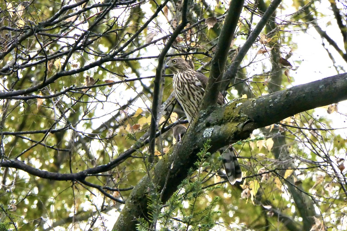 Cooper's Hawk - ML644858422