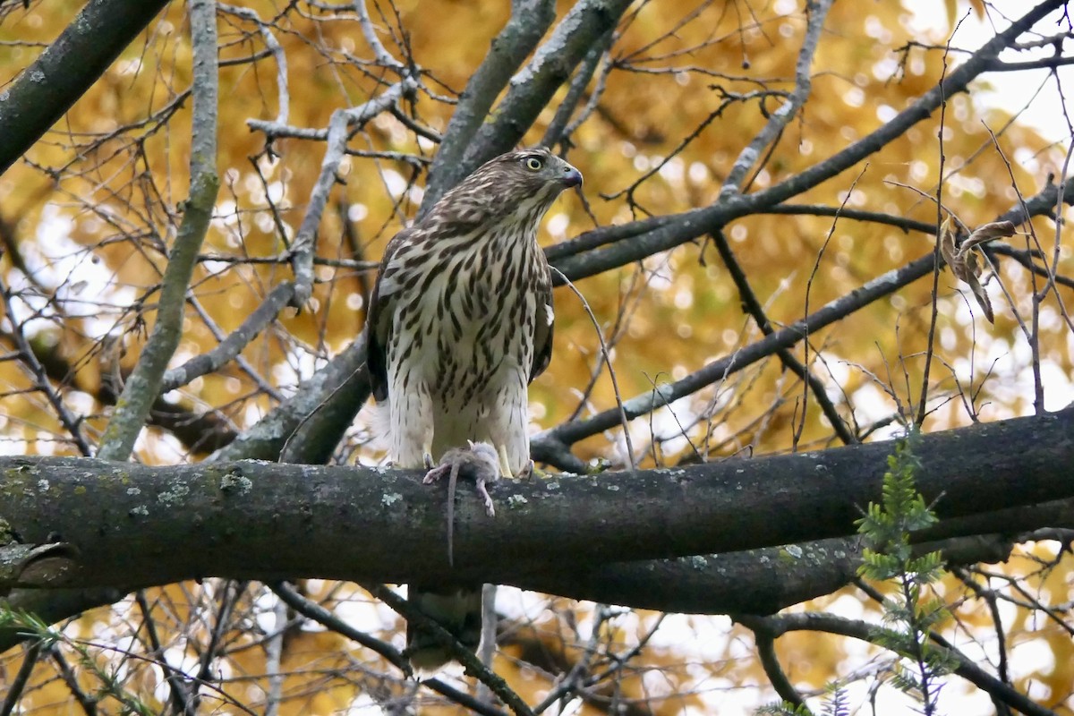 Cooper's Hawk - ML644858423