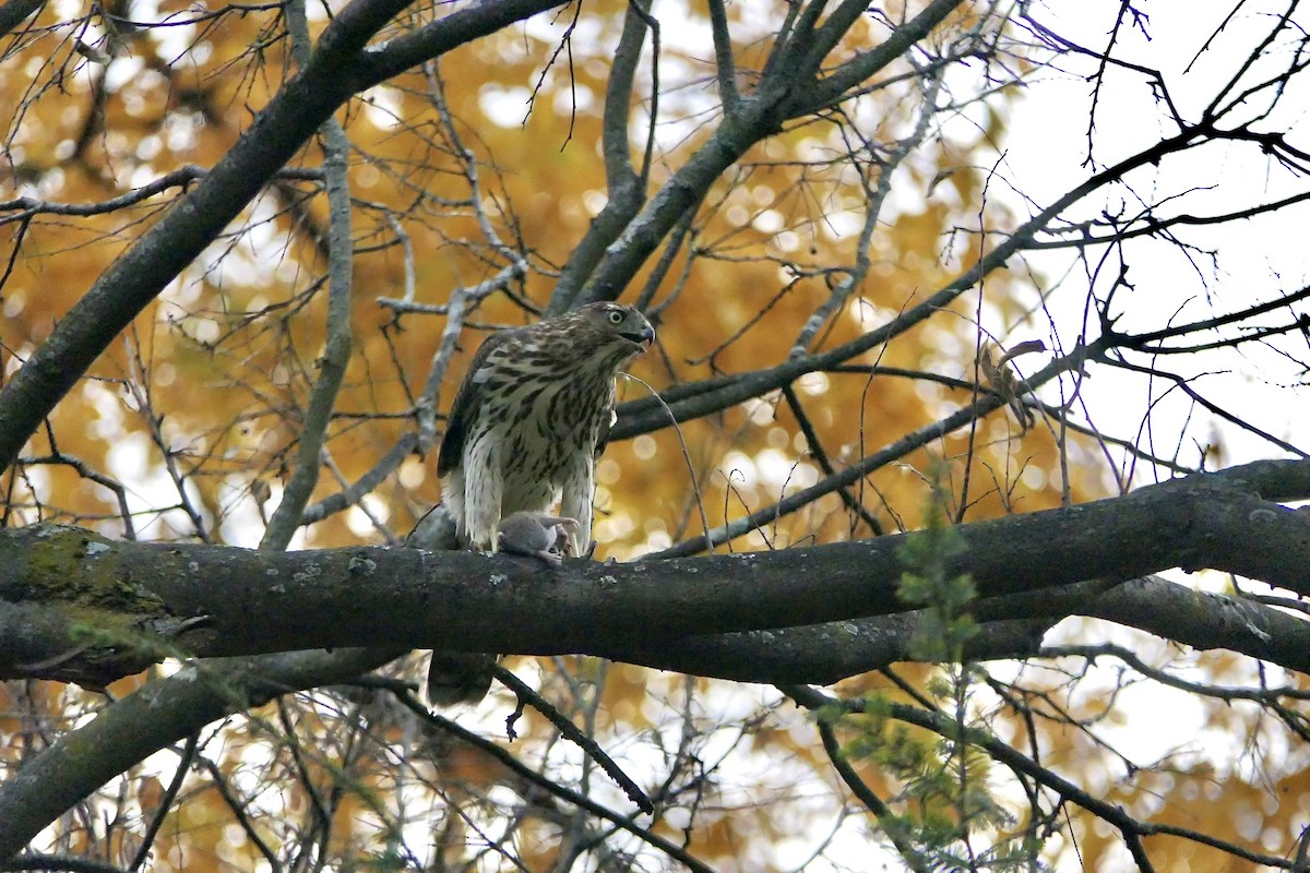 Cooper's Hawk - ML644858424