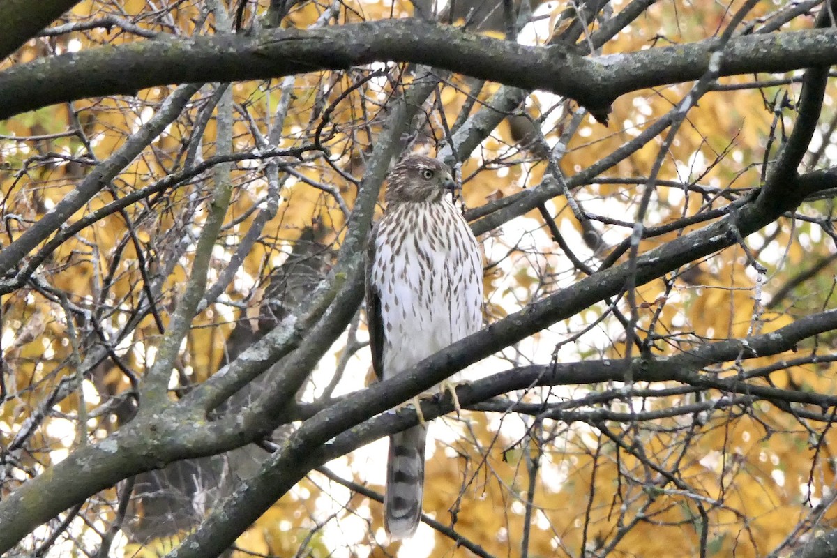 Cooper's Hawk - ML644858425