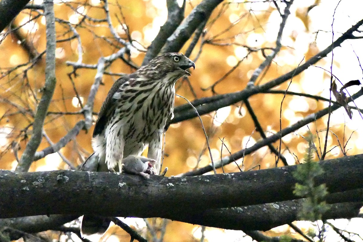 Cooper's Hawk - ML644858426