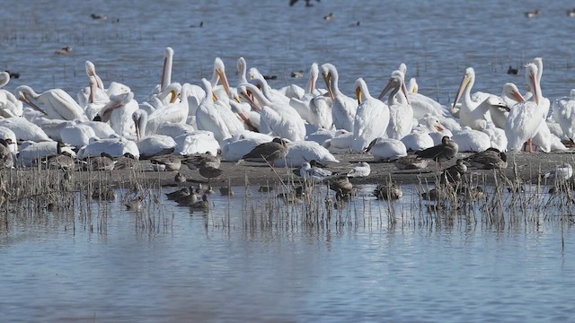 American White Pelican - ML644858430