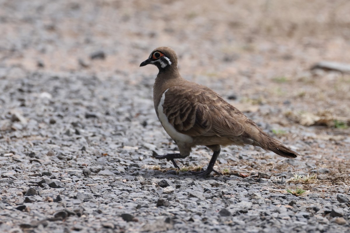 Squatter Pigeon - ML644858431