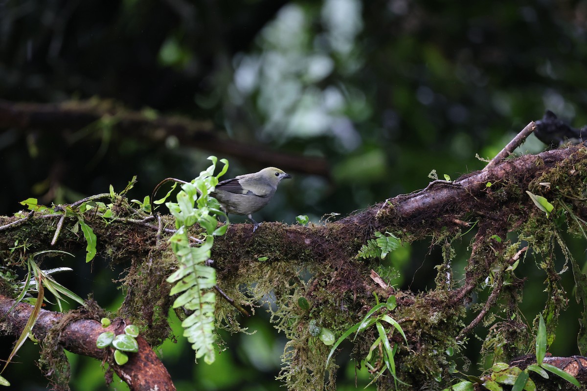 Tangara des palmiers - ML644858454