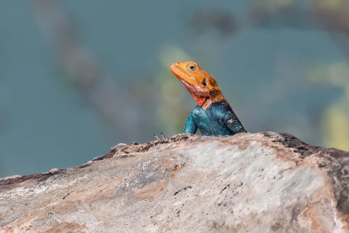 Kenyan Rock Agama - ML644858486