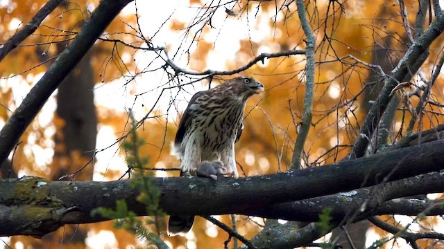 Cooper's Hawk - ML644858491
