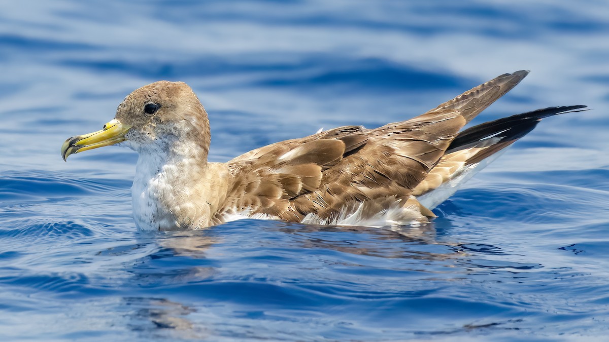 Scopoli's Shearwater - ML644858493