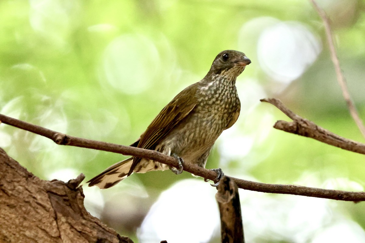 Воскоїд строкатоволий - ML644858497