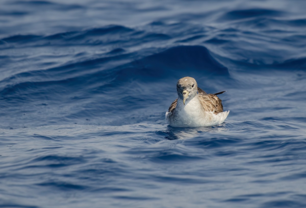 Scopoli's Shearwater - ML644858513