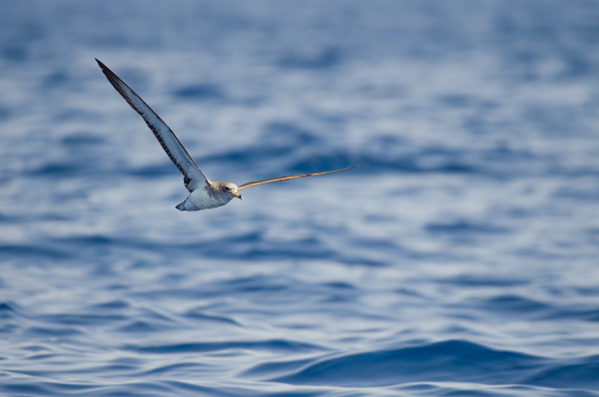 Scopoli's Shearwater - ML644858514