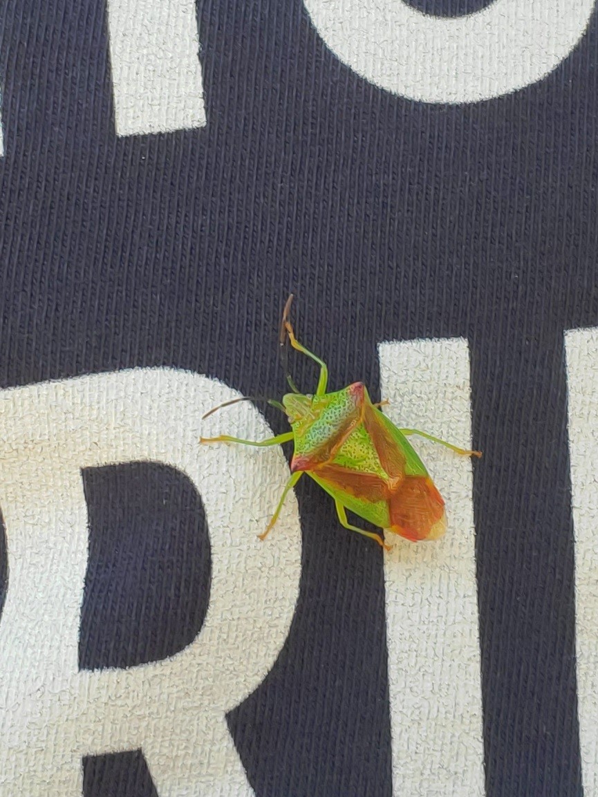 動物界 - ML644858519