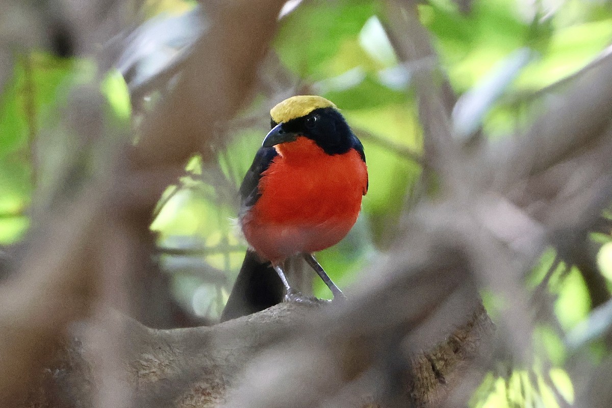 Желтошапочный гонолек - ML644858532