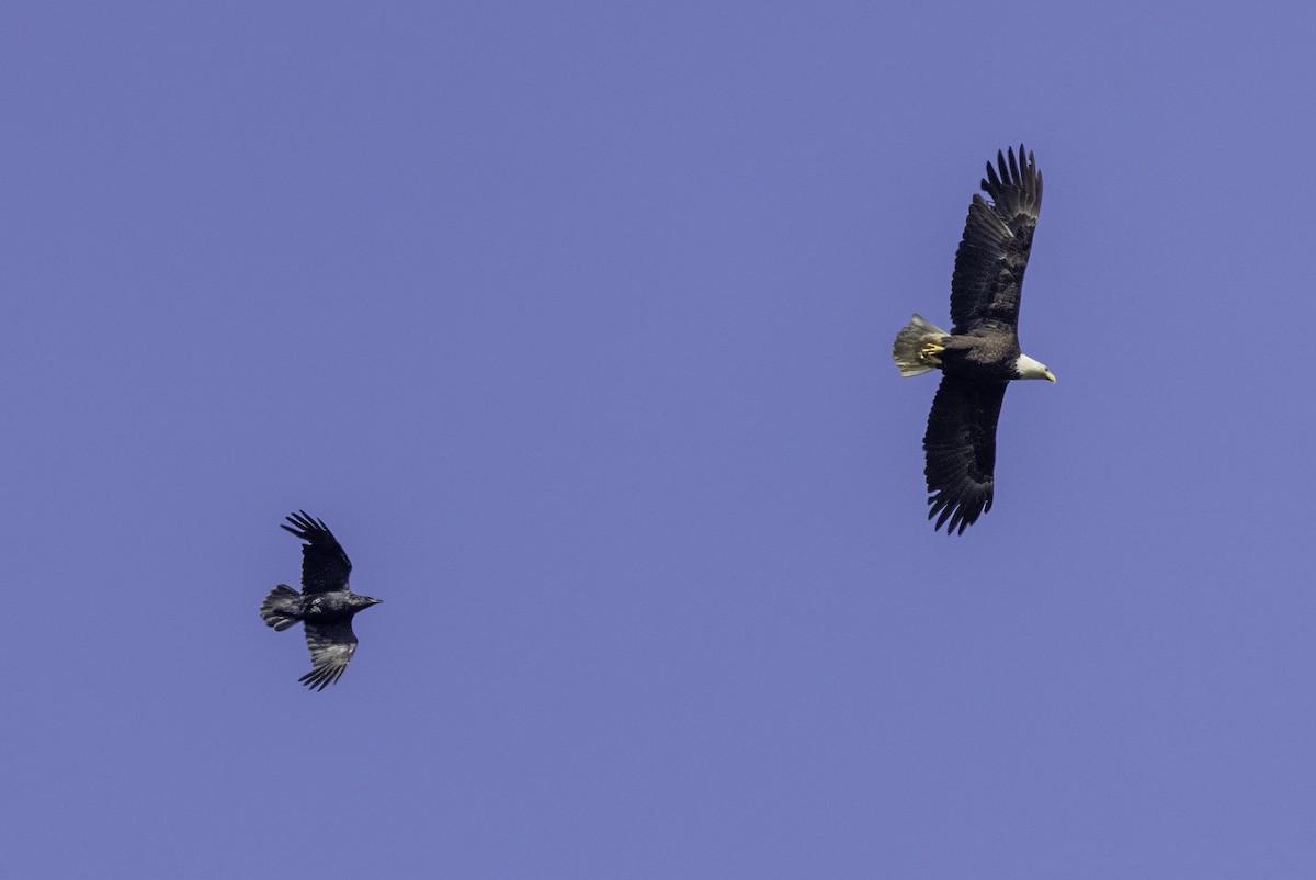 Bald Eagle - ML644858541