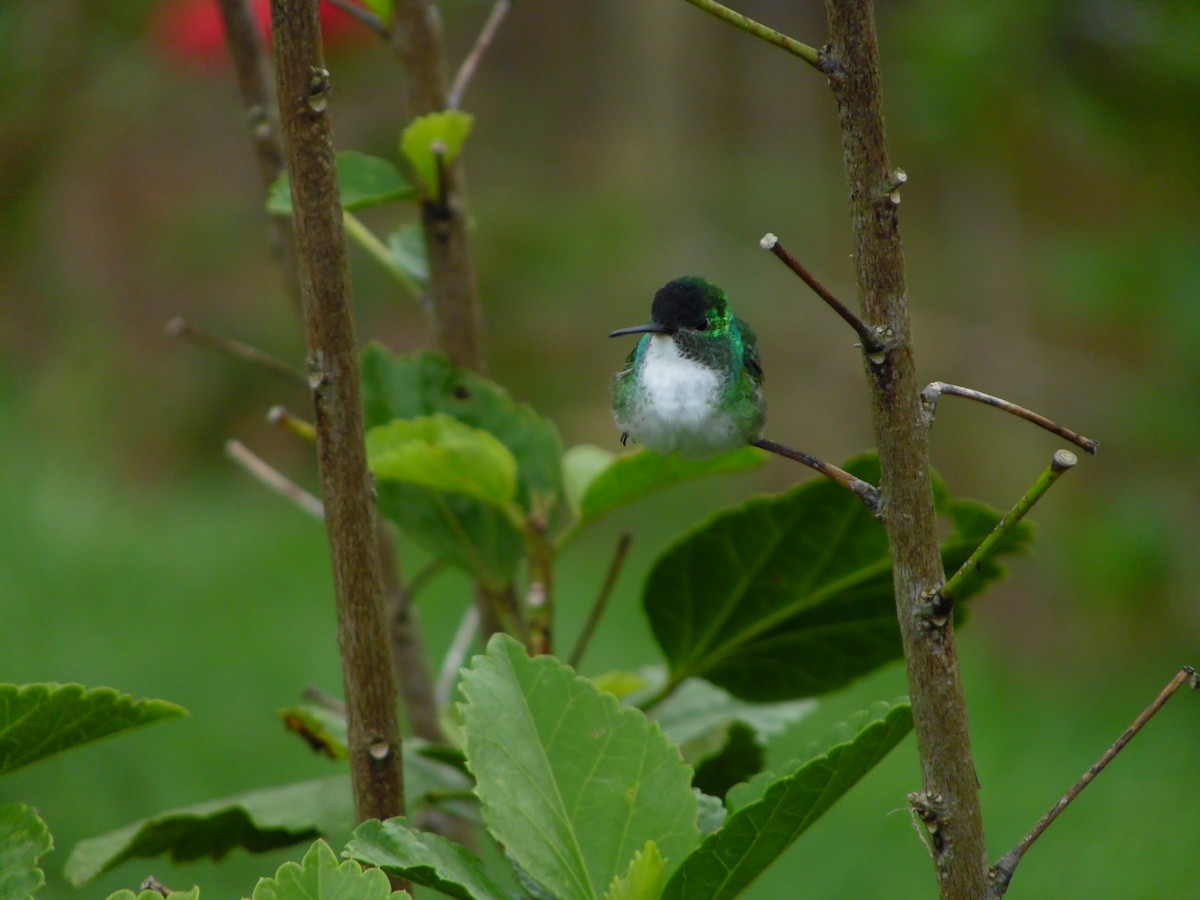 Andean Emerald - ML644858546