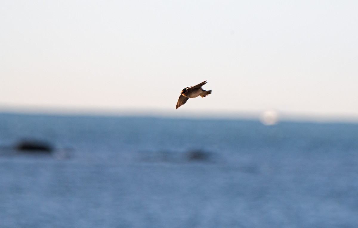 Golondrina Pueblera - ML644858551