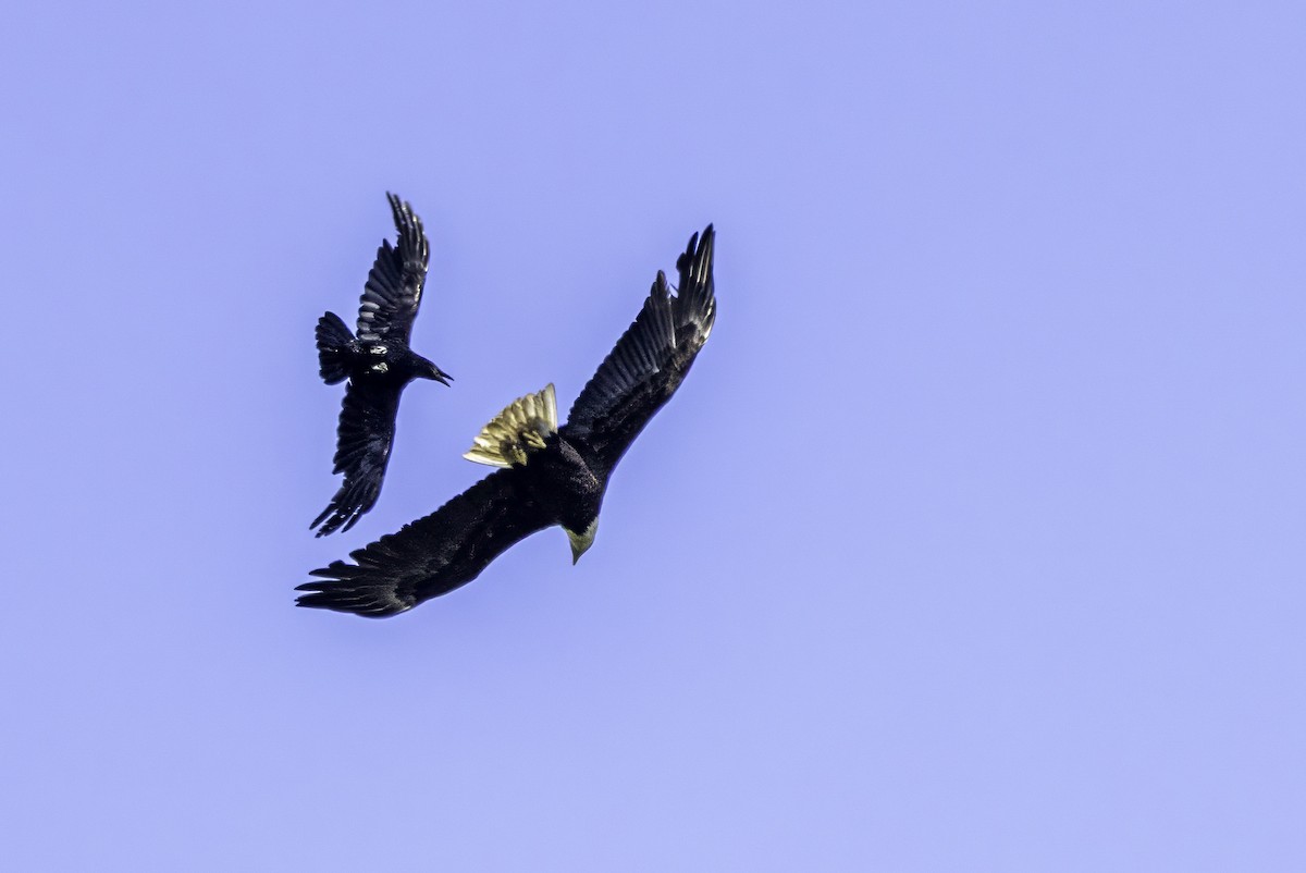 Bald Eagle - ML644858552