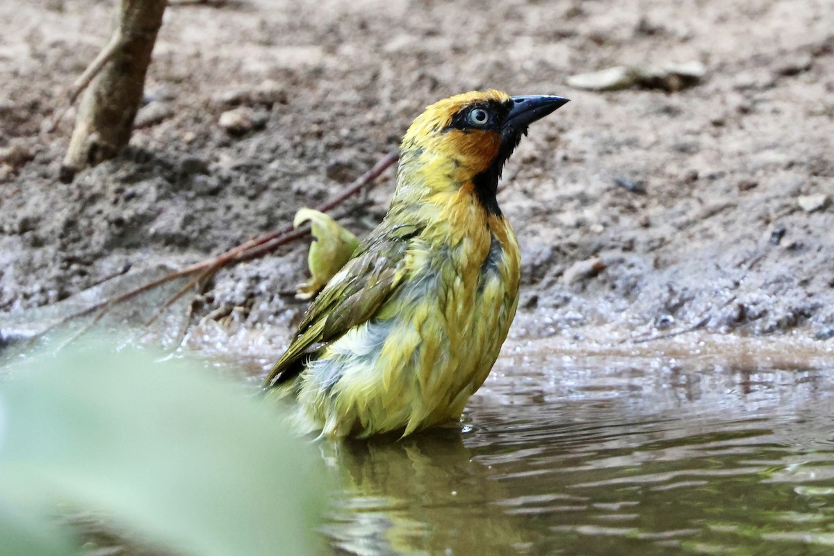 Olive-naped Weaver - ML644858554