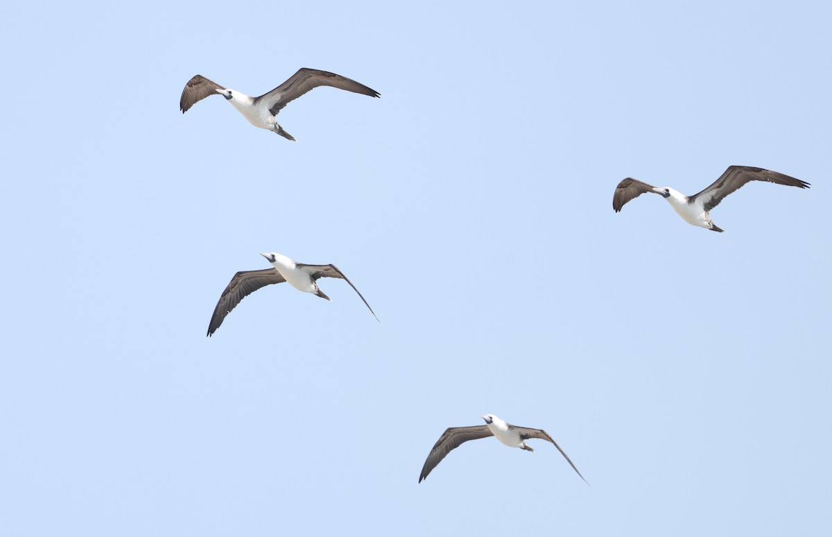 Peruvian Booby - ML644858556