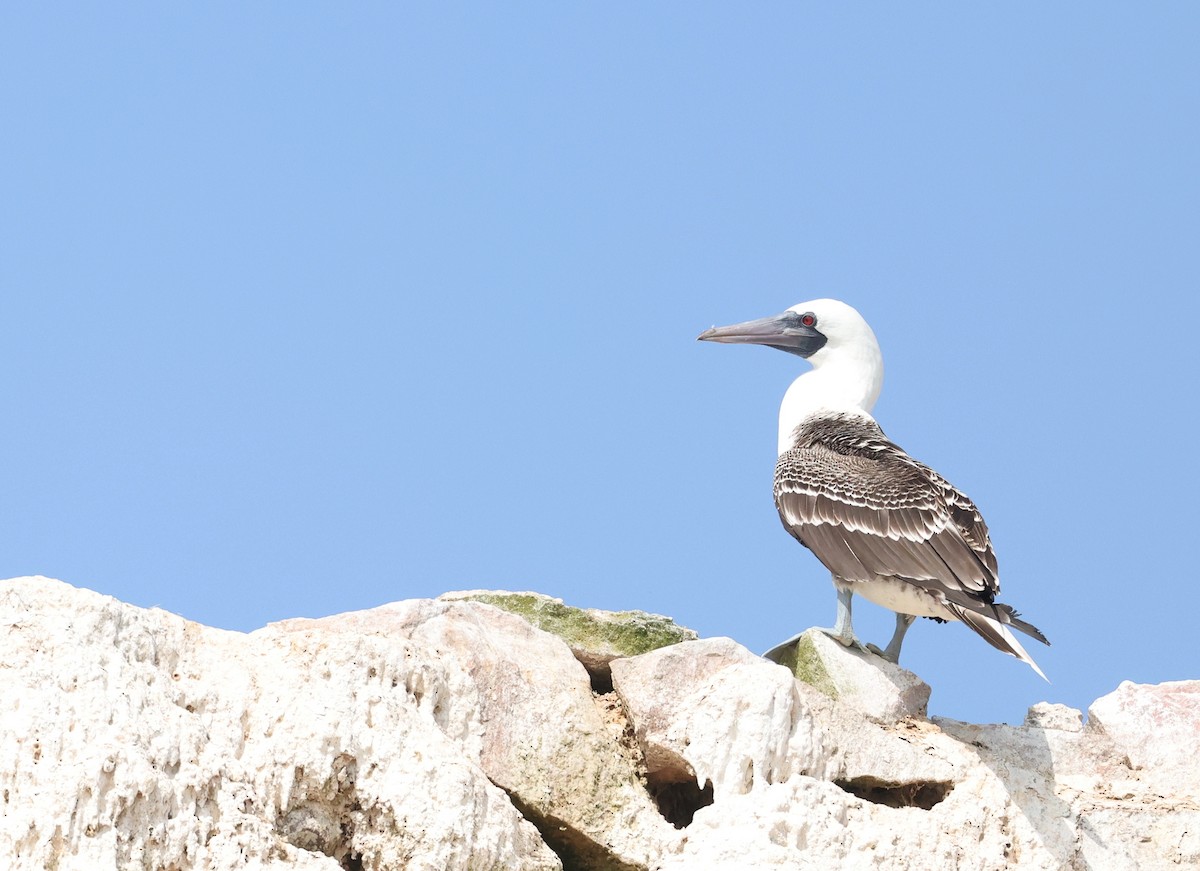 Peruvian Booby - ML644858557