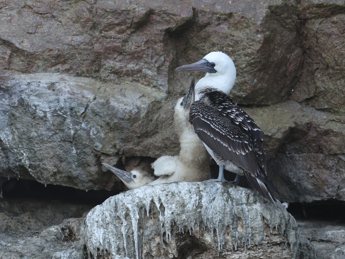 Peruvian Booby - ML644858558