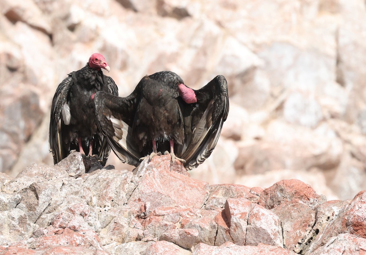 Turkey Vulture - ML644858559
