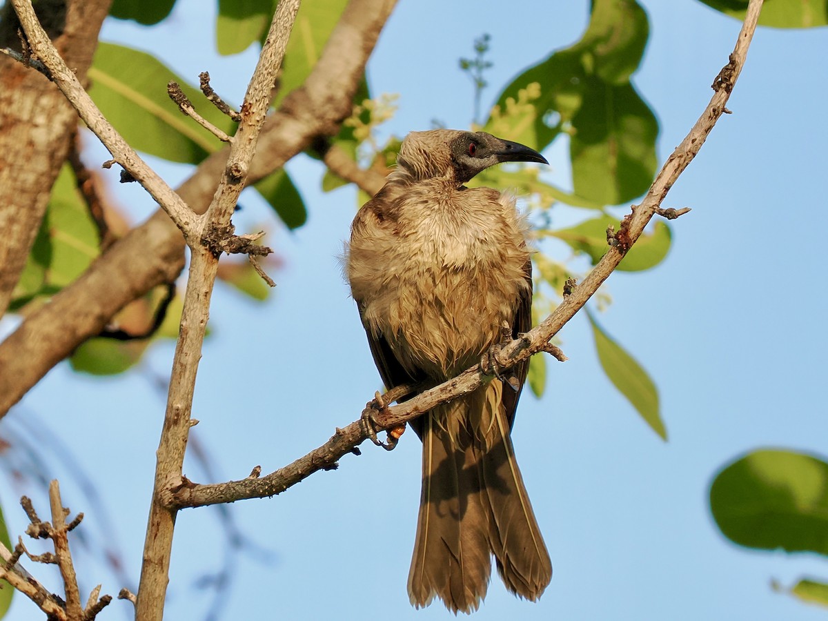 Helmeted Friarbird (Arnhem Land) - ML644858561