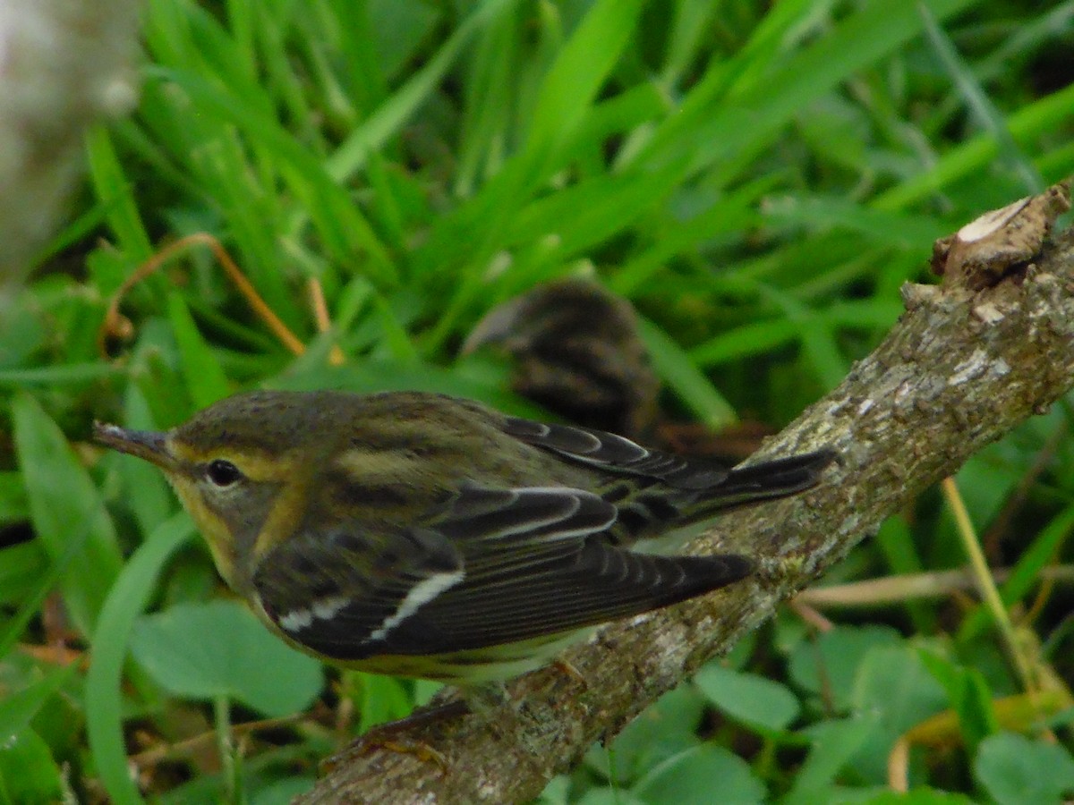 Blackburnian Warbler - ML644858562