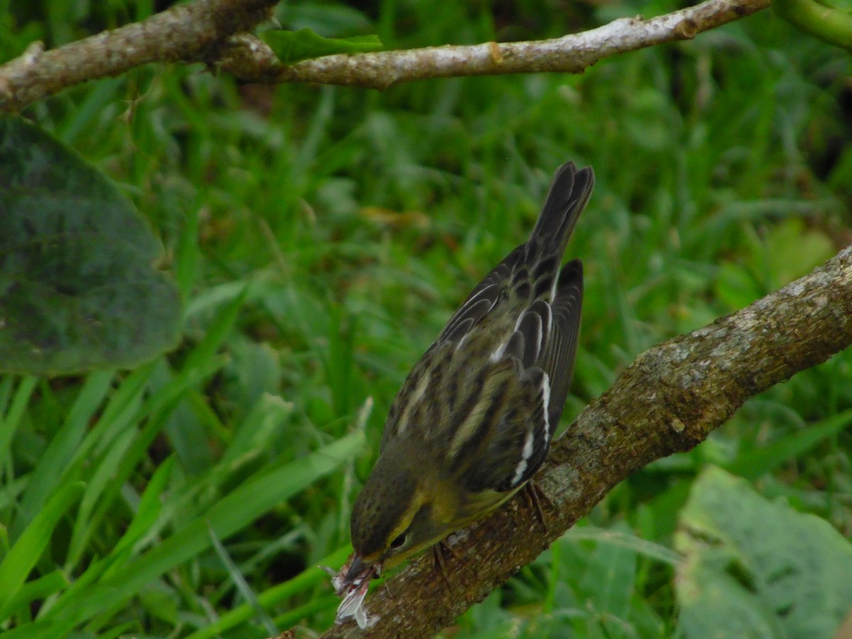 Blackburnian Warbler - ML644858563