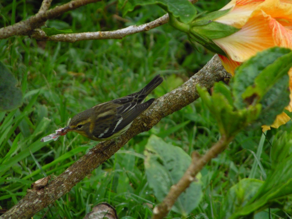 Blackburnian Warbler - ML644858564
