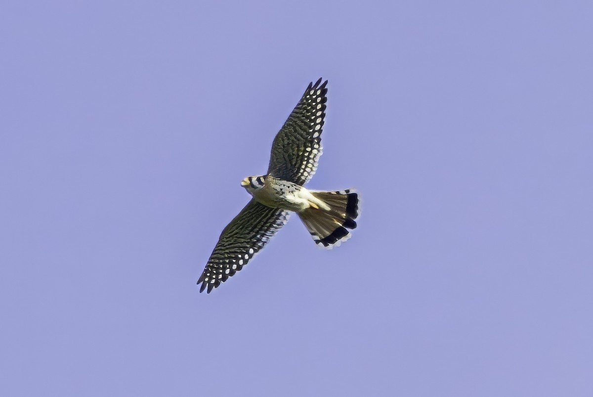 American Kestrel - ML644858565