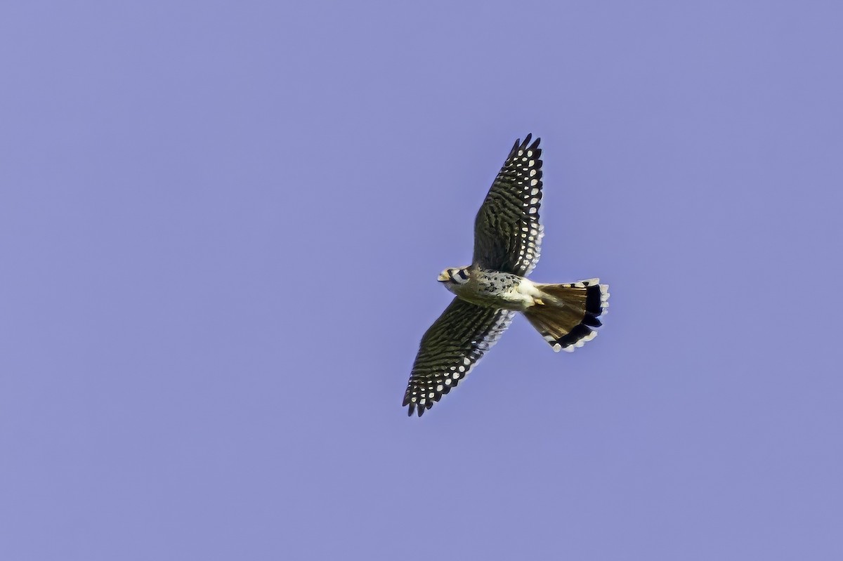 American Kestrel - ML644858568