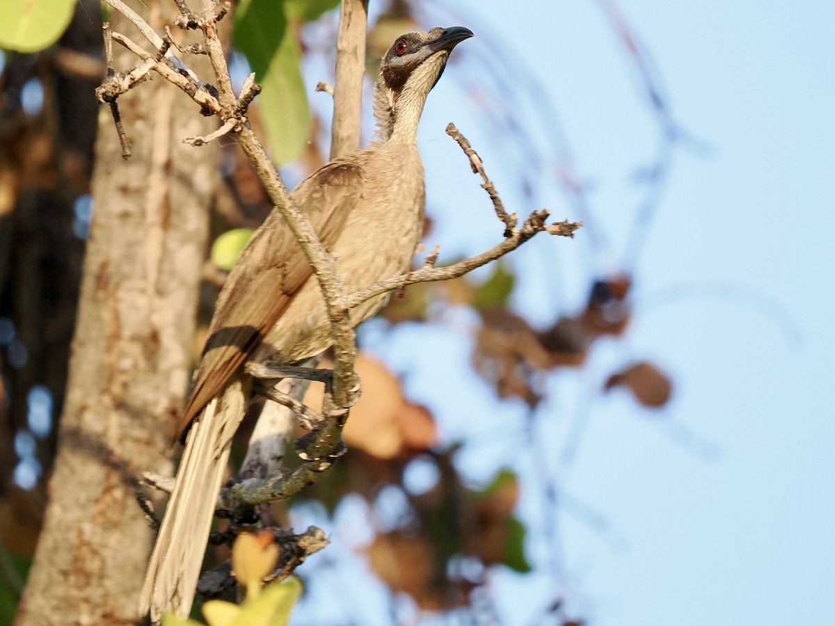 Helmeted Friarbird (Arnhem Land) - ML644858569