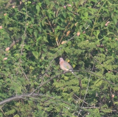 Laughing Dove - ML644858570