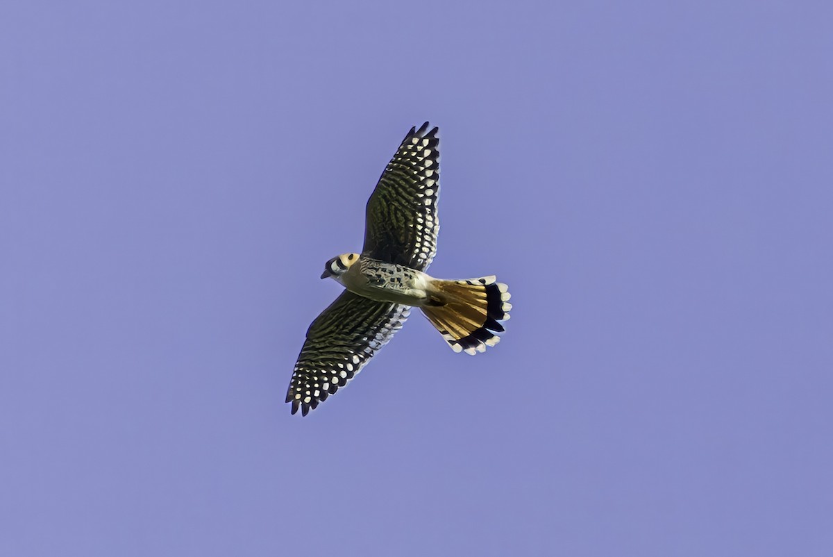 American Kestrel - ML644858572