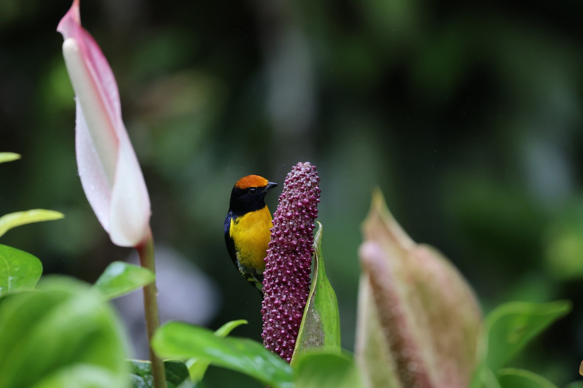Tawny-capped Euphonia - ML644858573