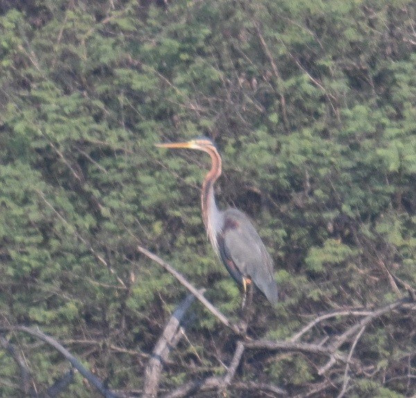 Purple Heron - ML644858574