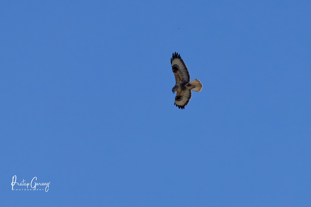 Long-legged Buzzard - ML644858575