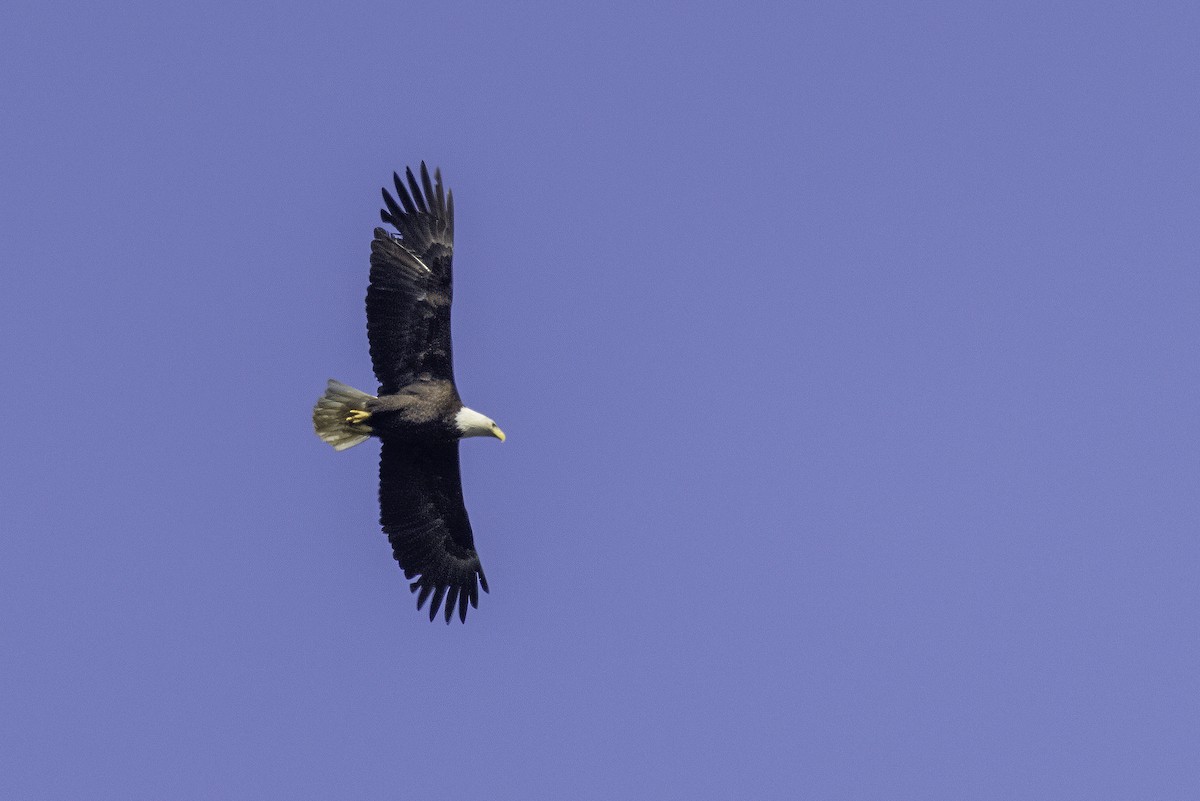 Bald Eagle - ML644858576