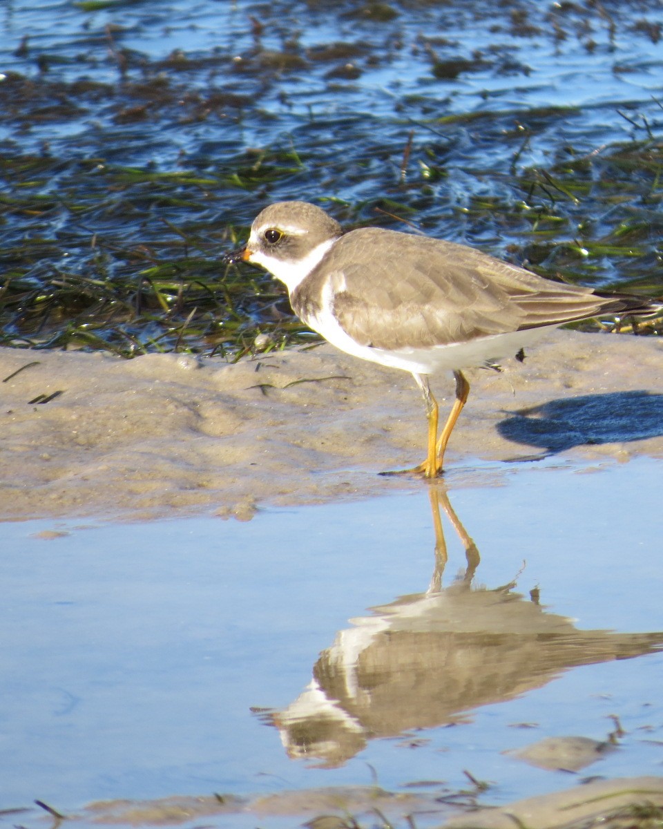 Semipalmated Plover - ML644858581