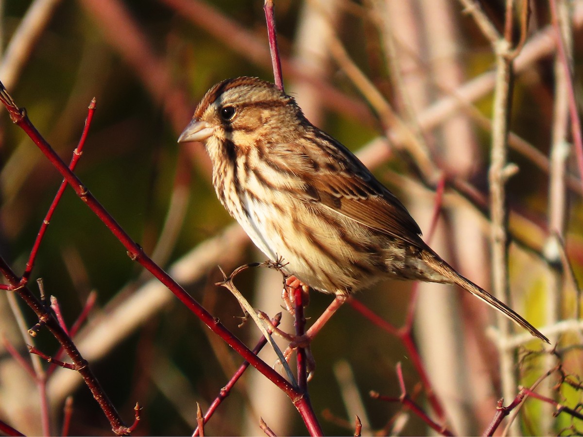 Song Sparrow - ML644858583