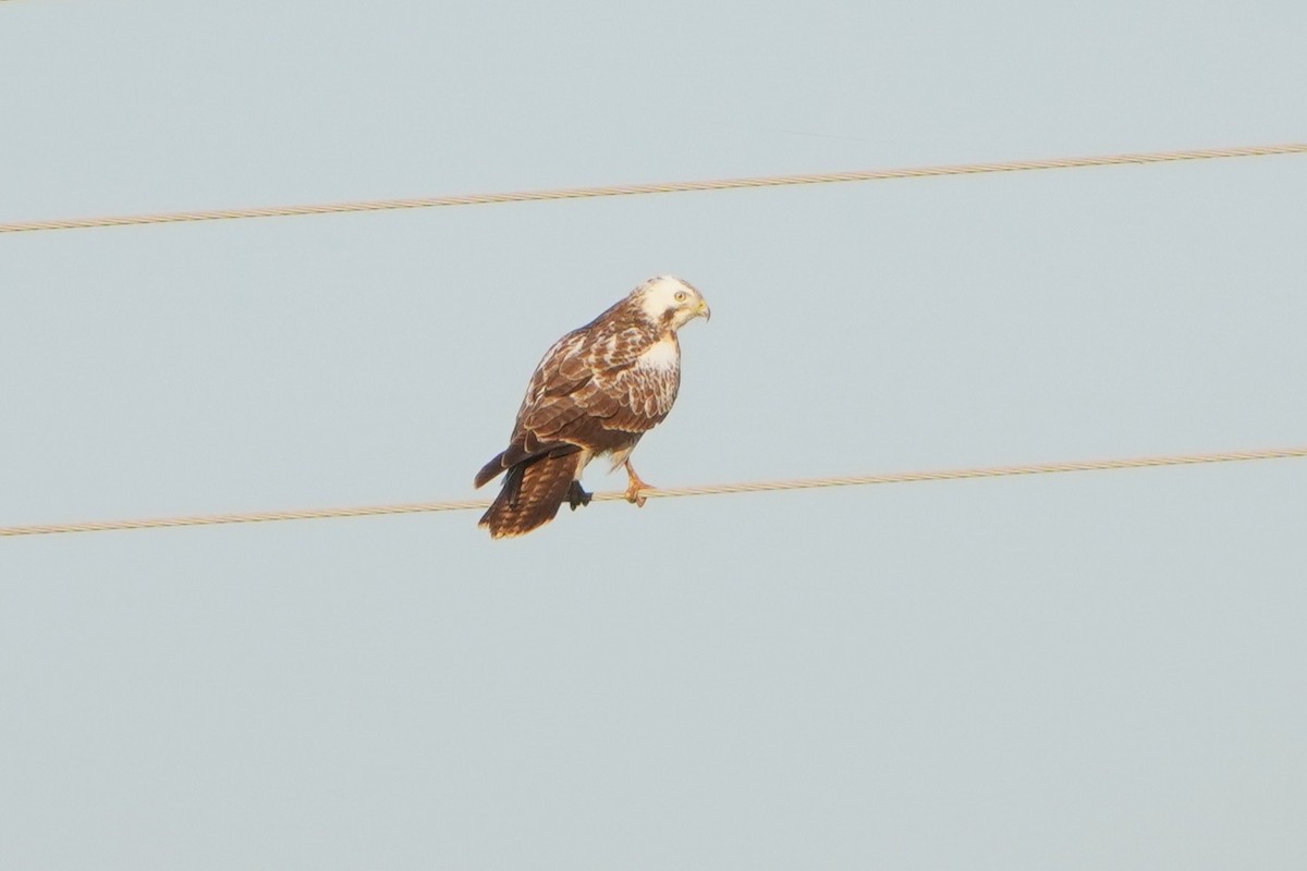 Common Buzzard - ML644858585
